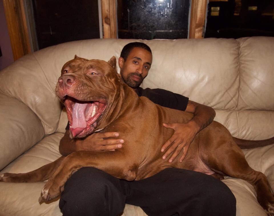 Пёс по кличке Халк — один из самых больших питбулей в мире, и его имя подходит ему как ничто другое 50
