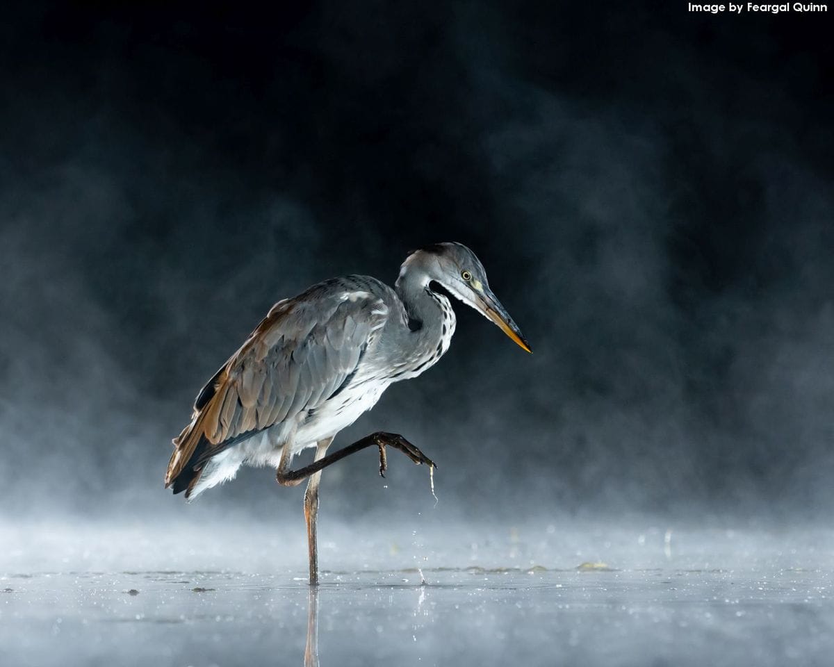 Конкурс на лучшего птичьего фотографа объявил победителя и показал лучшие работы участников 51