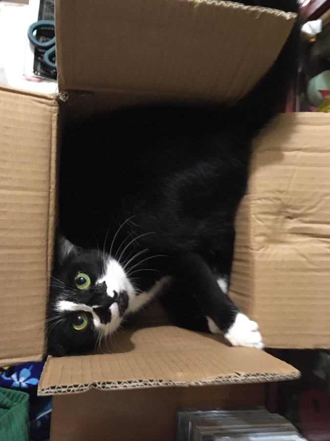 30 забавных фотодоказательств того, что коты просто созданы для коробок. А коробки — для котов 101