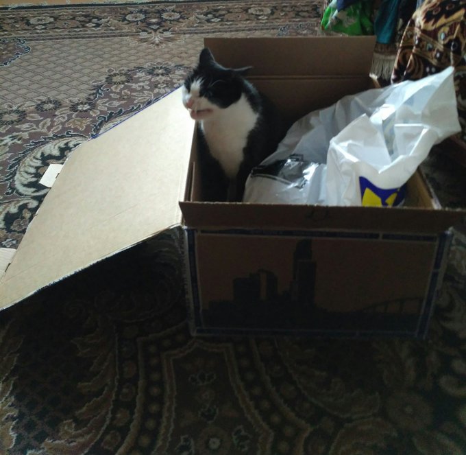 30 забавных фотодоказательств того, что коты просто созданы для коробок. А коробки — для котов 102