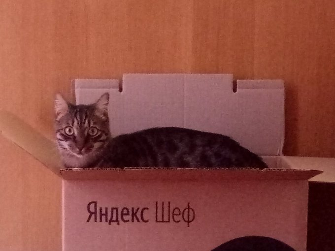 30 забавных фотодоказательств того, что коты просто созданы для коробок. А коробки — для котов 104