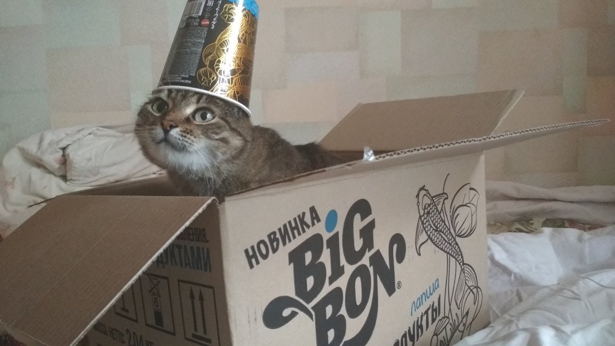 30 забавных фотодоказательств того, что коты просто созданы для коробок. А коробки — для котов 106