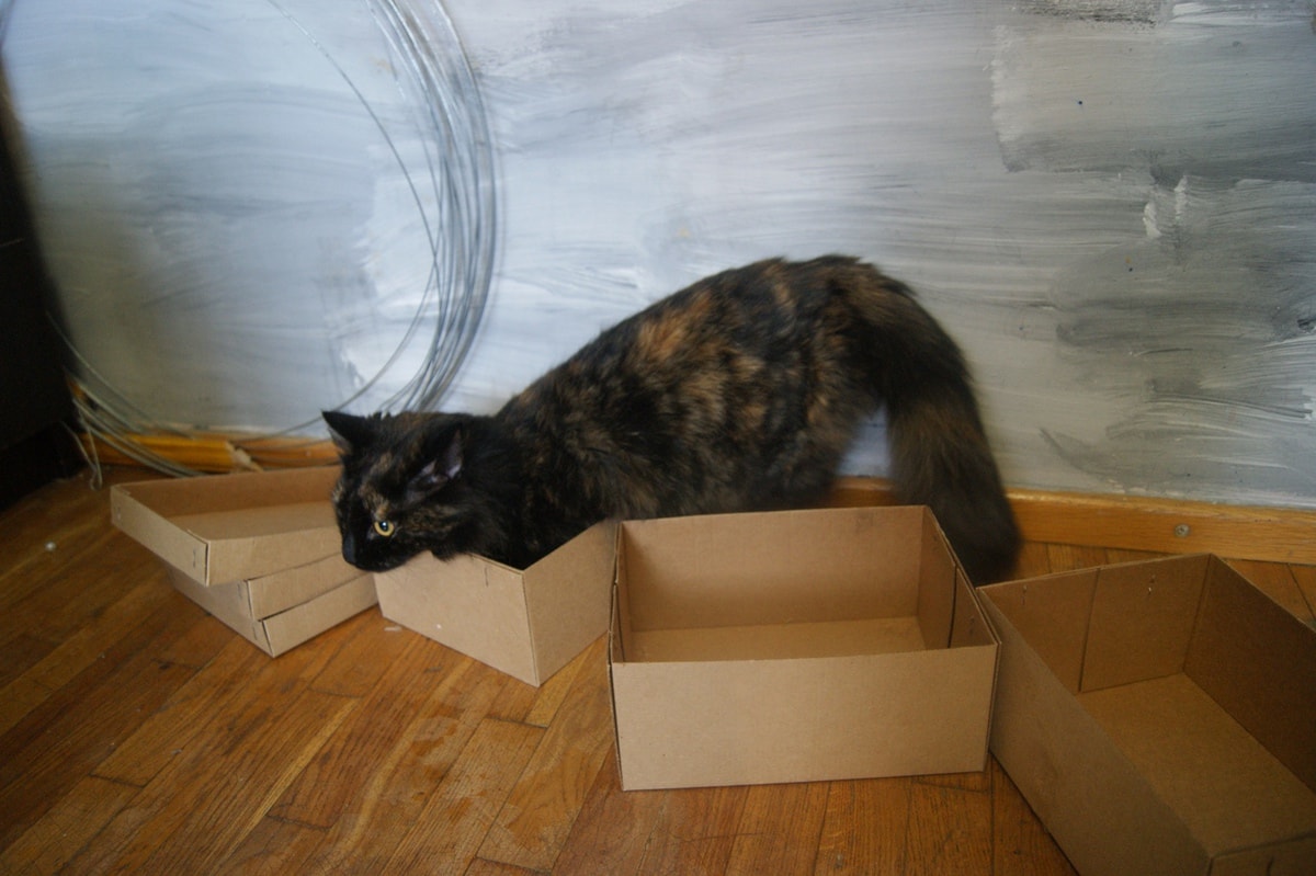 30 забавных фотодоказательств того, что коты просто созданы для коробок. А коробки — для котов 108
