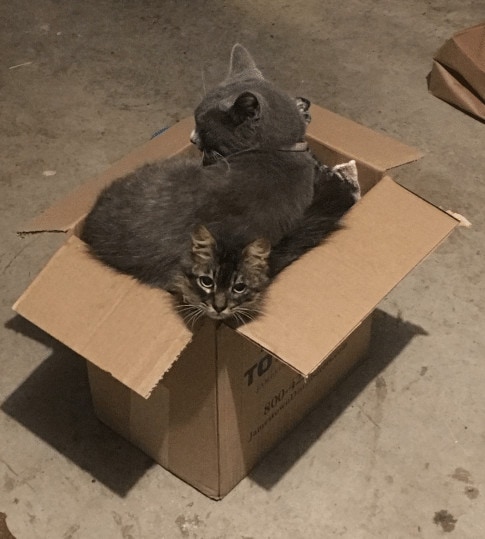 30 забавных фотодоказательств того, что коты просто созданы для коробок. А коробки — для котов 114