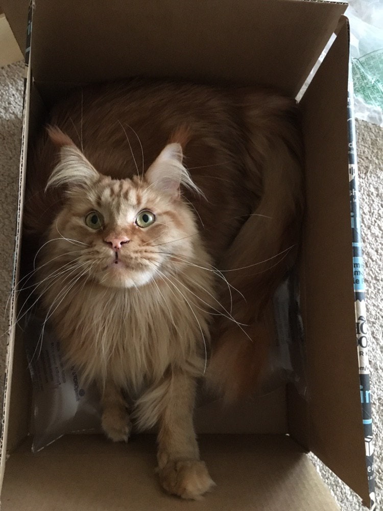 30 забавных фотодоказательств того, что коты просто созданы для коробок. А коробки — для котов 113