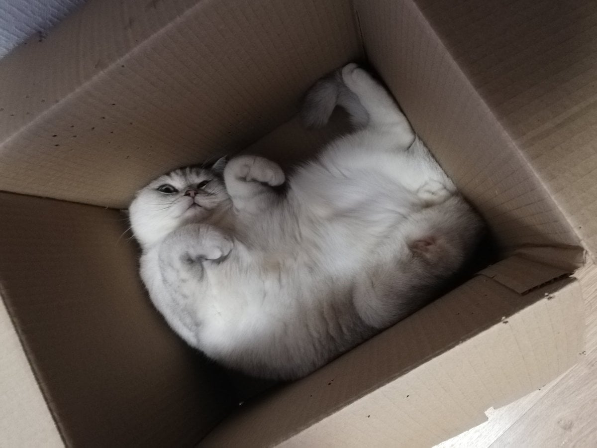 30 забавных фотодоказательств того, что коты просто созданы для коробок. А коробки — для котов 107