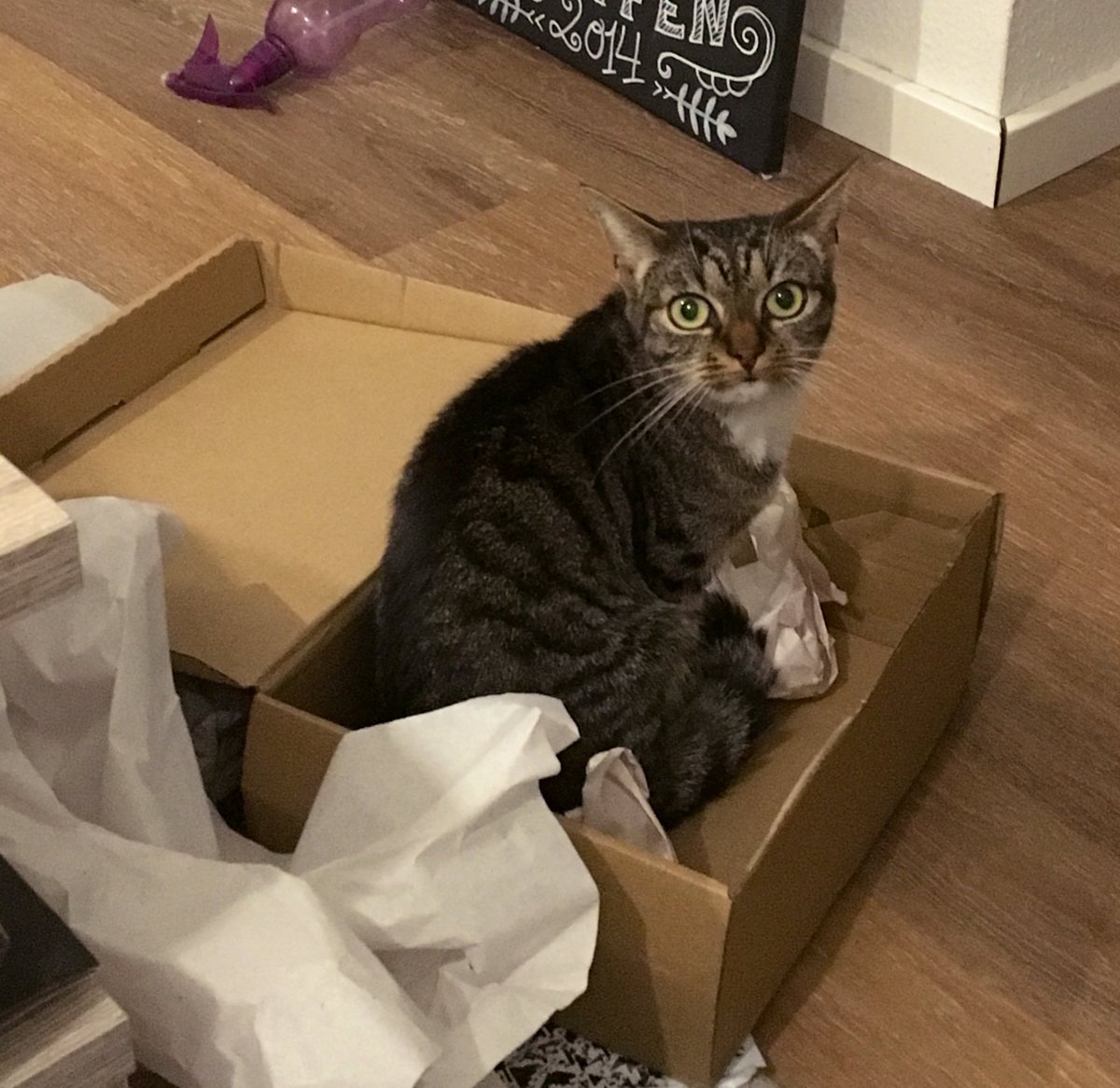 30 забавных фотодоказательств того, что коты просто созданы для коробок. А коробки — для котов 109