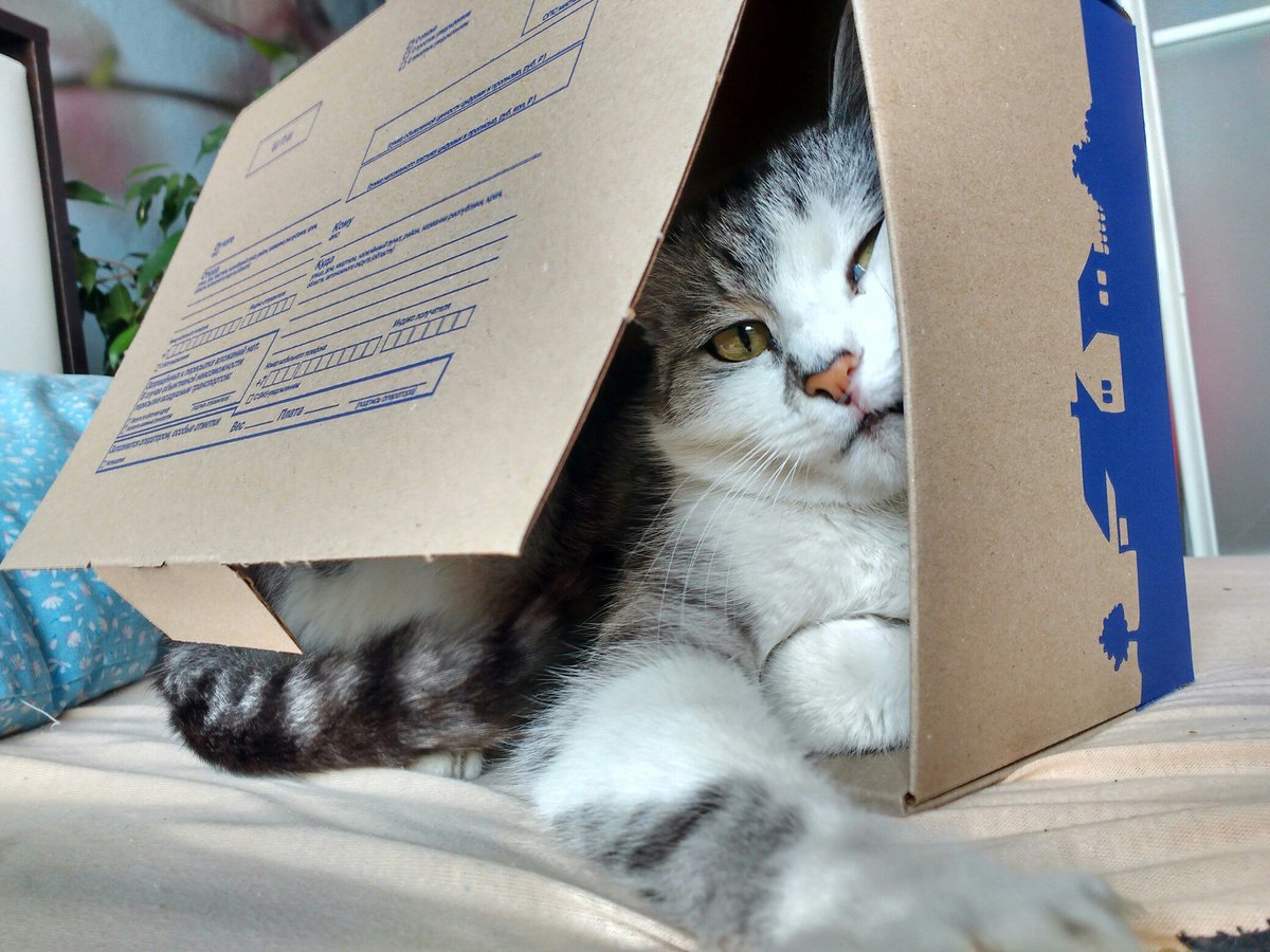30 забавных фотодоказательств того, что коты просто созданы для коробок. А коробки — для котов 121