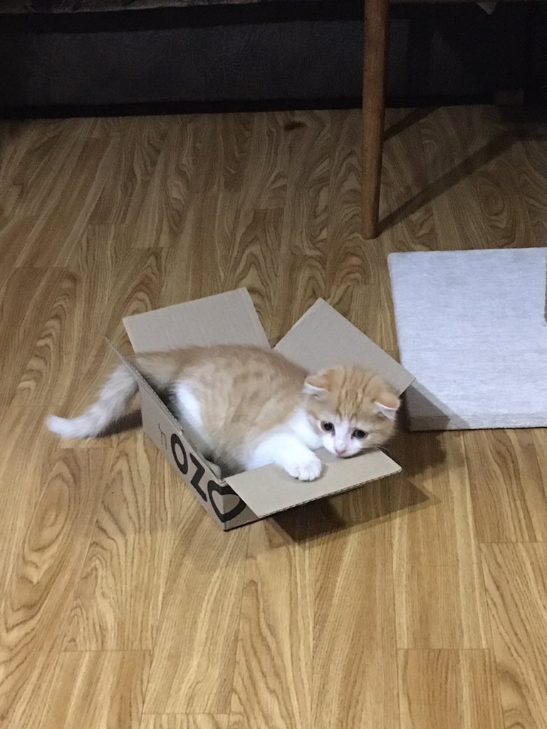 30 забавных фотодоказательств того, что коты просто созданы для коробок. А коробки — для котов 118