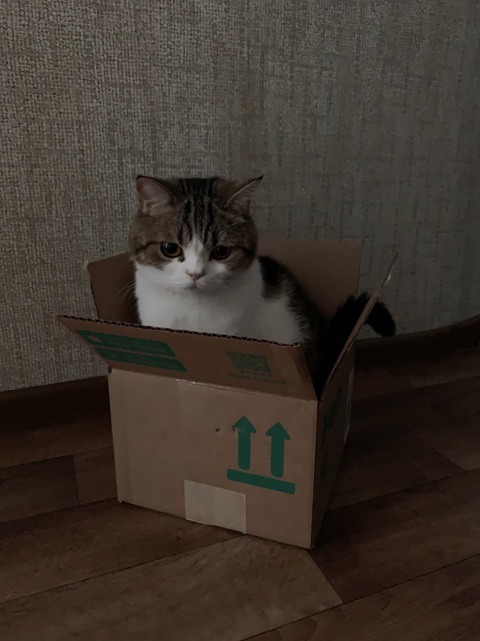 30 забавных фотодоказательств того, что коты просто созданы для коробок. А коробки — для котов 128