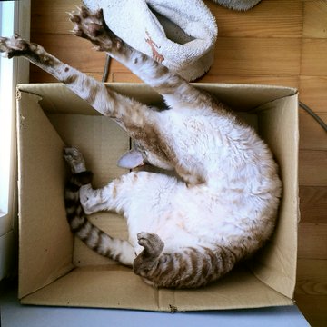30 забавных фотодоказательств того, что коты просто созданы для коробок. А коробки — для котов 124