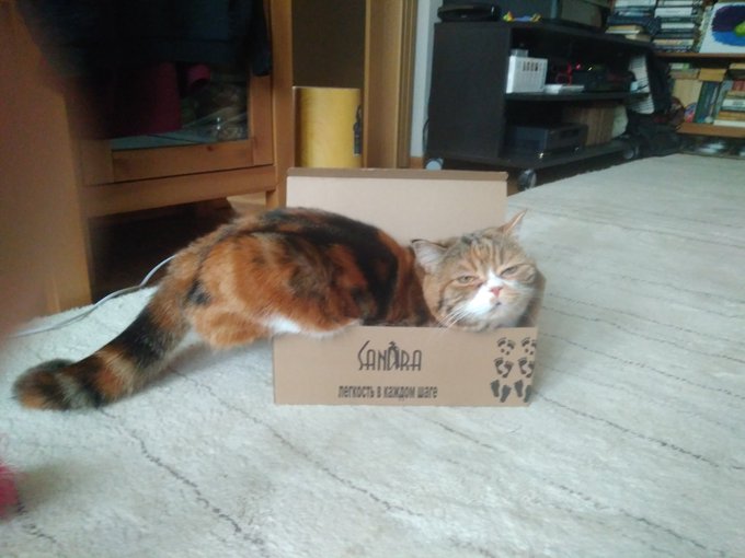 30 забавных фотодоказательств того, что коты просто созданы для коробок. А коробки — для котов 129
