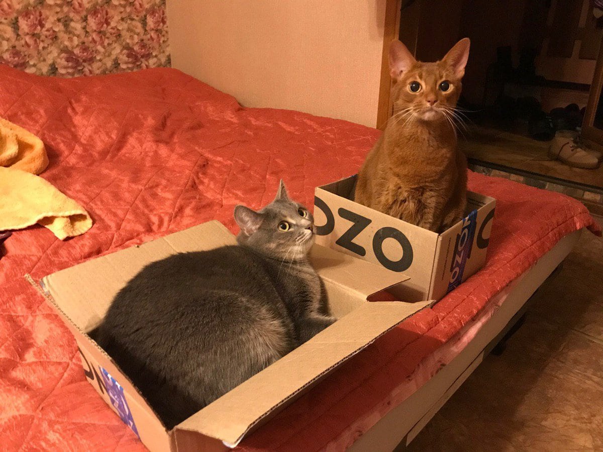 30 забавных фотодоказательств того, что коты просто созданы для коробок. А коробки — для котов 126