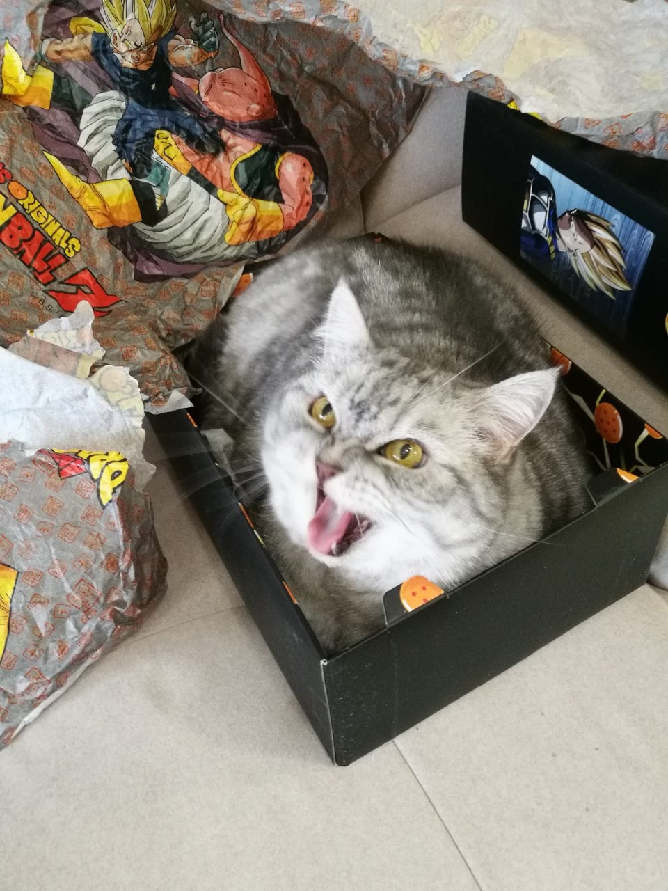 30 забавных фотодоказательств того, что коты просто созданы для коробок. А коробки — для котов 105