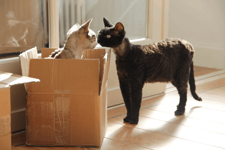 30 забавных фотодоказательств того, что коты просто созданы для коробок. А коробки — для котов 115