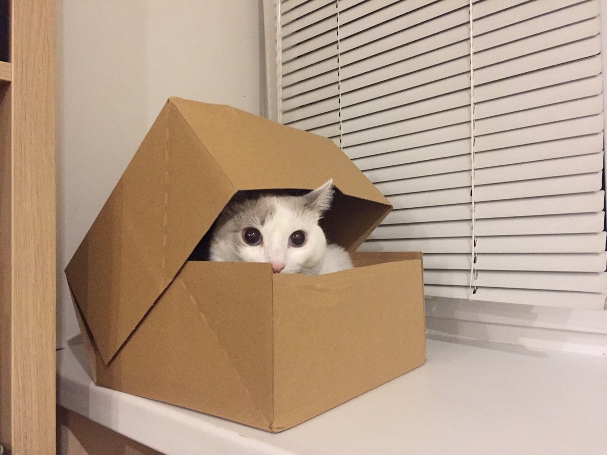 30 забавных фотодоказательств того, что коты просто созданы для коробок. А коробки — для котов 122