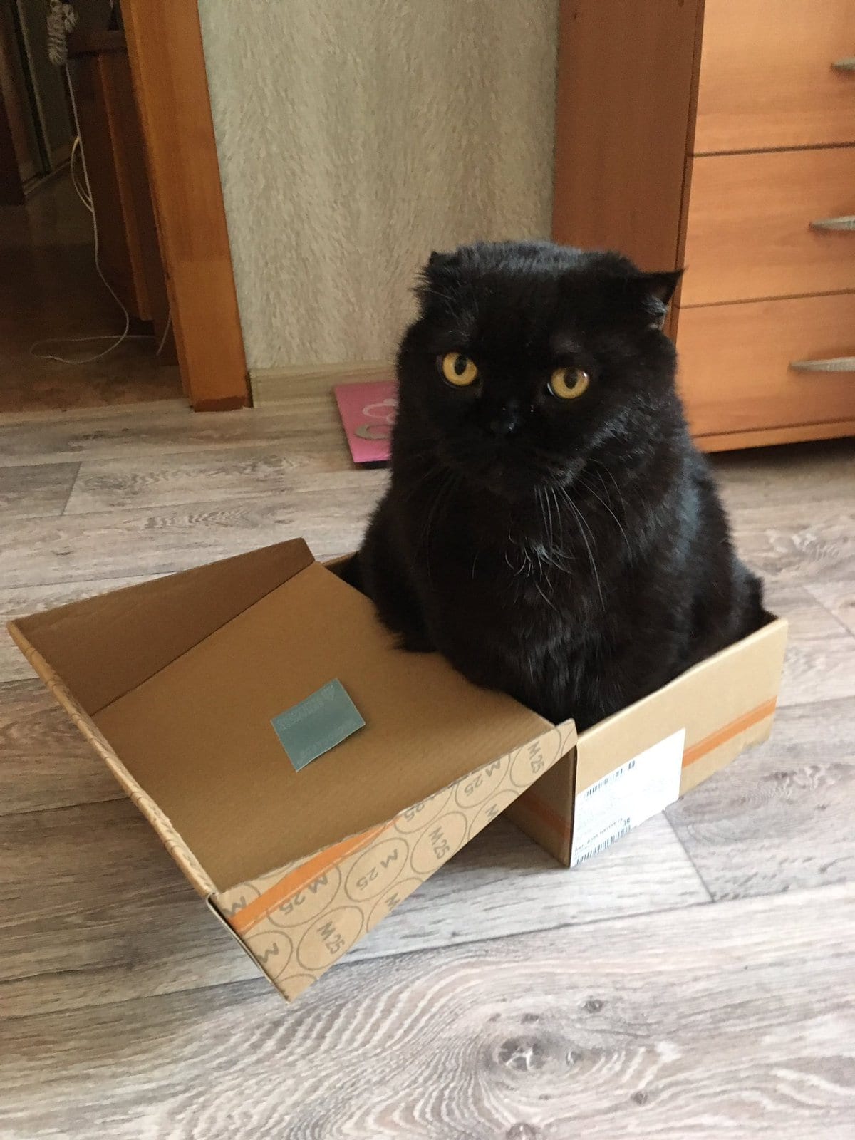 30 забавных фотодоказательств того, что коты просто созданы для коробок. А коробки — для котов 123