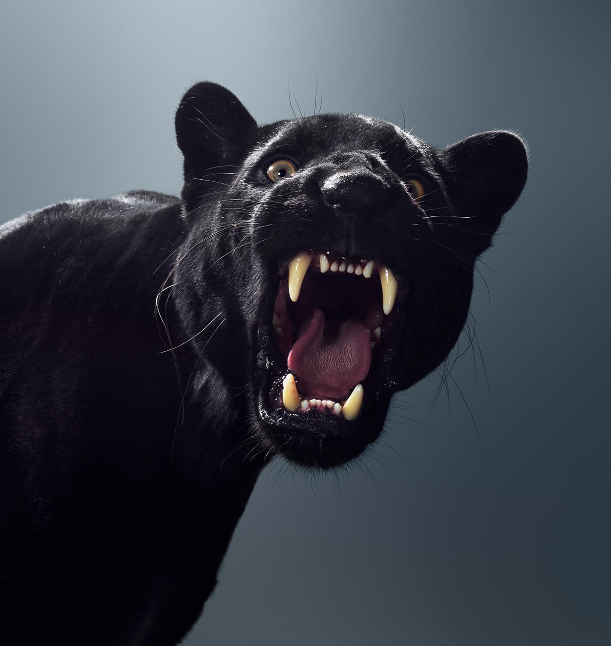 Британский фотограф год снимал портреты больших кошек и показал, что в каждом звере — свой характер 42