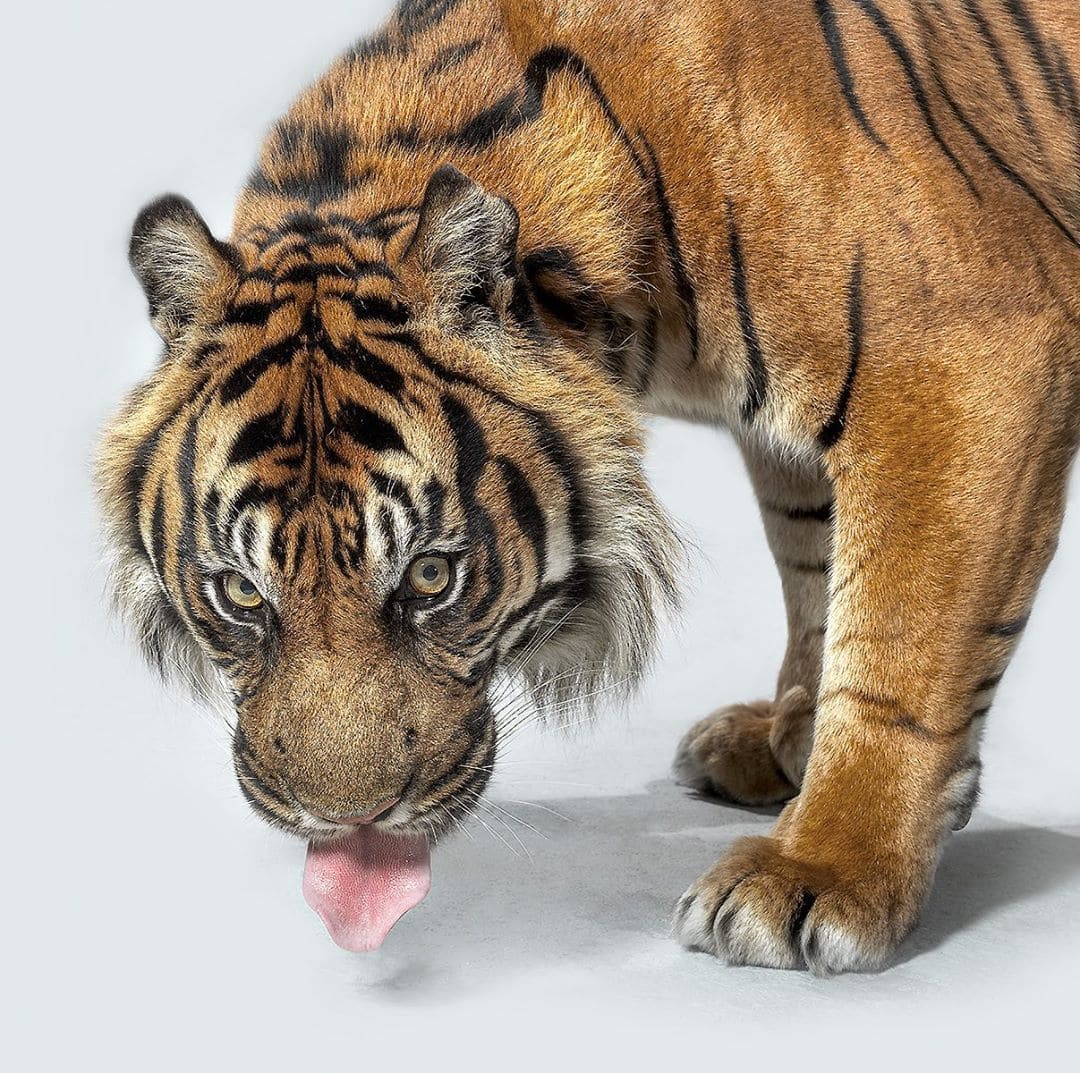 Британский фотограф год снимал портреты больших кошек и показал, что в каждом звере — свой характер 40