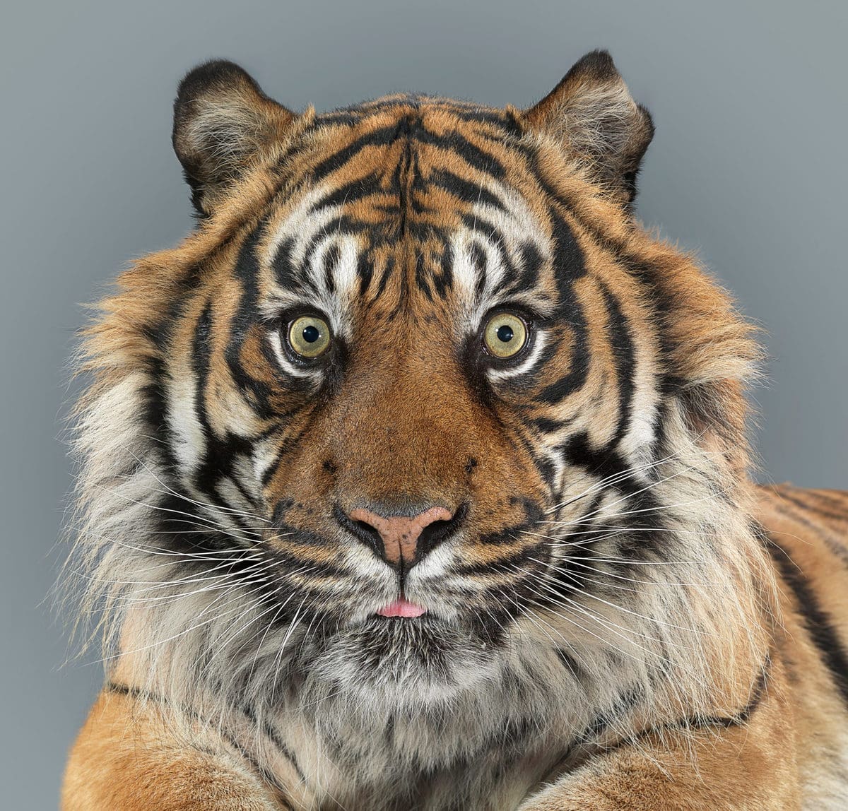 Британский фотограф год снимал портреты больших кошек и показал, что в каждом звере — свой характер 41