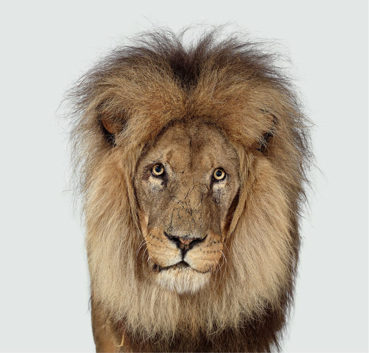 Британский фотограф год снимал портреты больших кошек и показал, что в каждом звере — свой характер 43