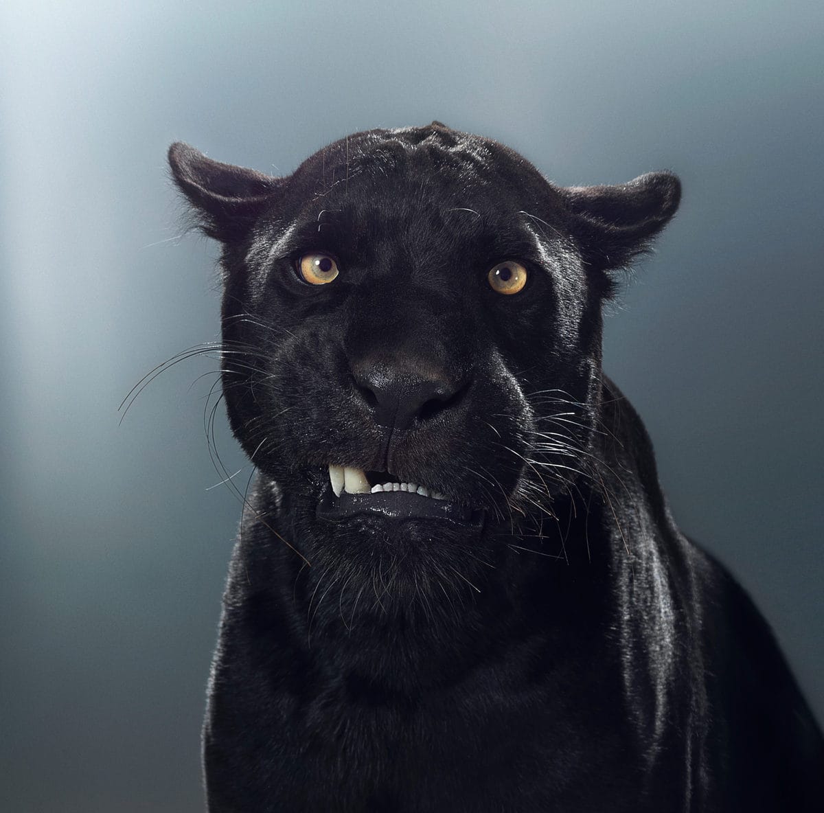 Британский фотограф год снимал портреты больших кошек и показал, что в каждом звере — свой характер 44