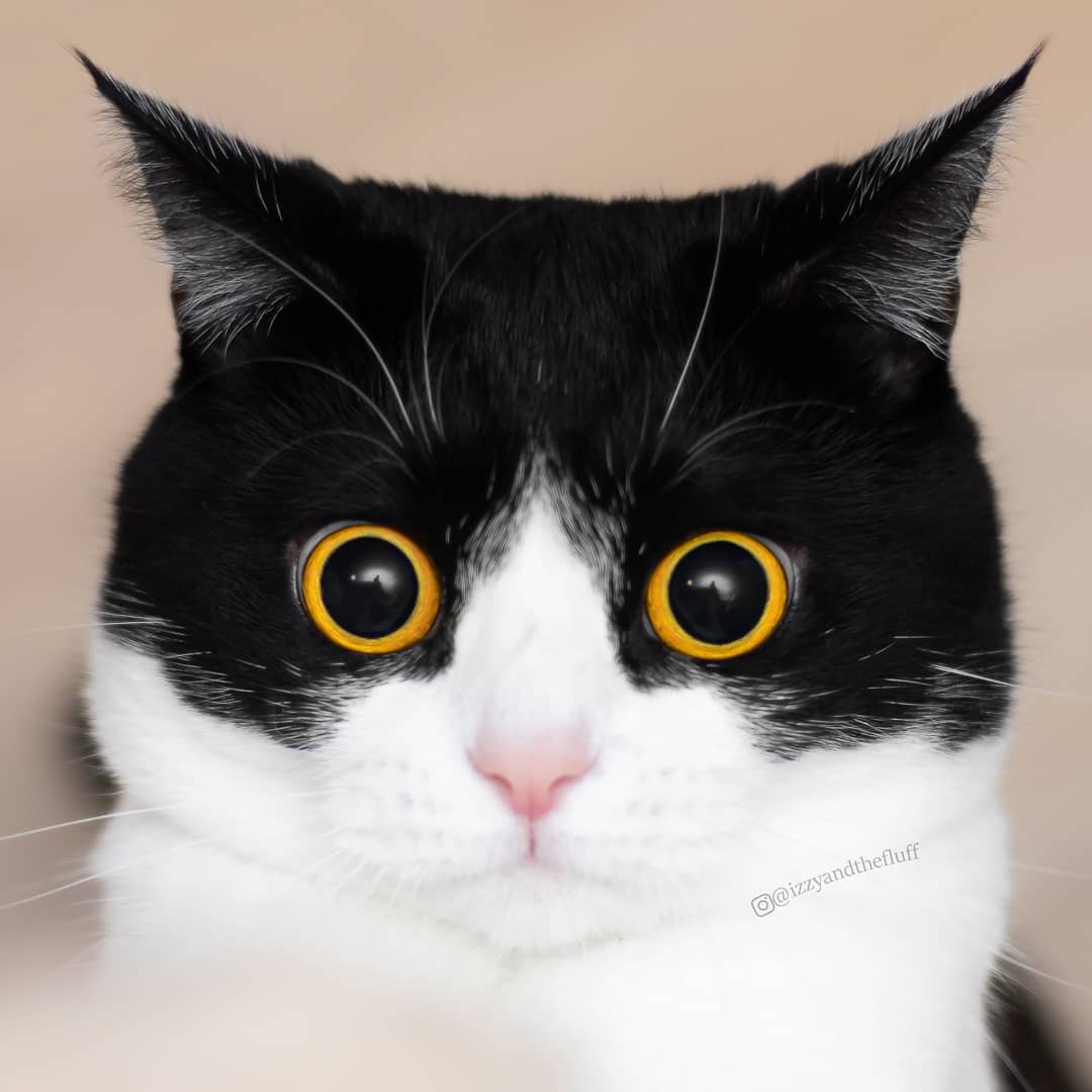 Кошки из Нидерландов покоряют всех своим безумным взглядом, а каждый их снимок достоин стать мемом 52