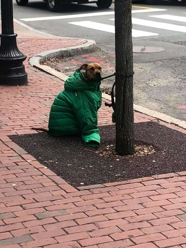 Девушка надела на пса свою куртку, чтобы он не замёрз — и превратила его в главного модника на районе 12