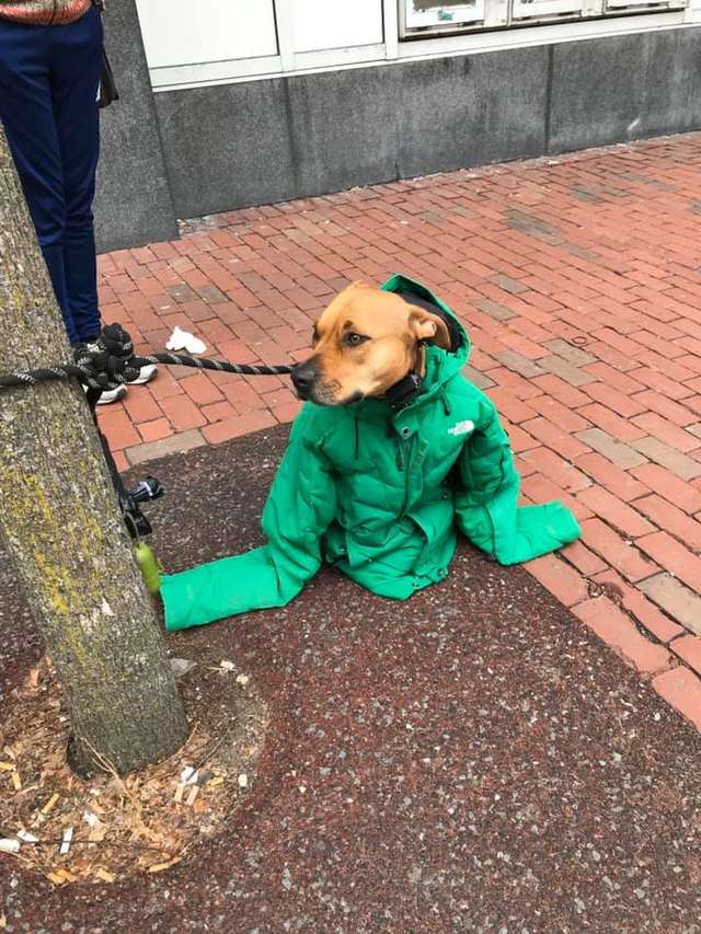 Девушка надела на пса свою куртку, чтобы он не замёрз — и превратила его в главного модника на районе 11