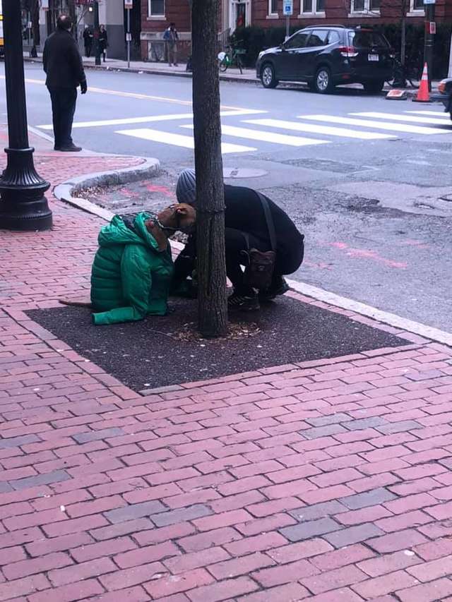 Девушка надела на пса свою куртку, чтобы он не замёрз — и превратила его в главного модника на районе 10