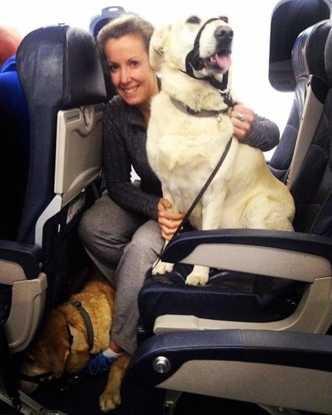 Почему авиакомпания нарушила собственные правила ради собаки? 36