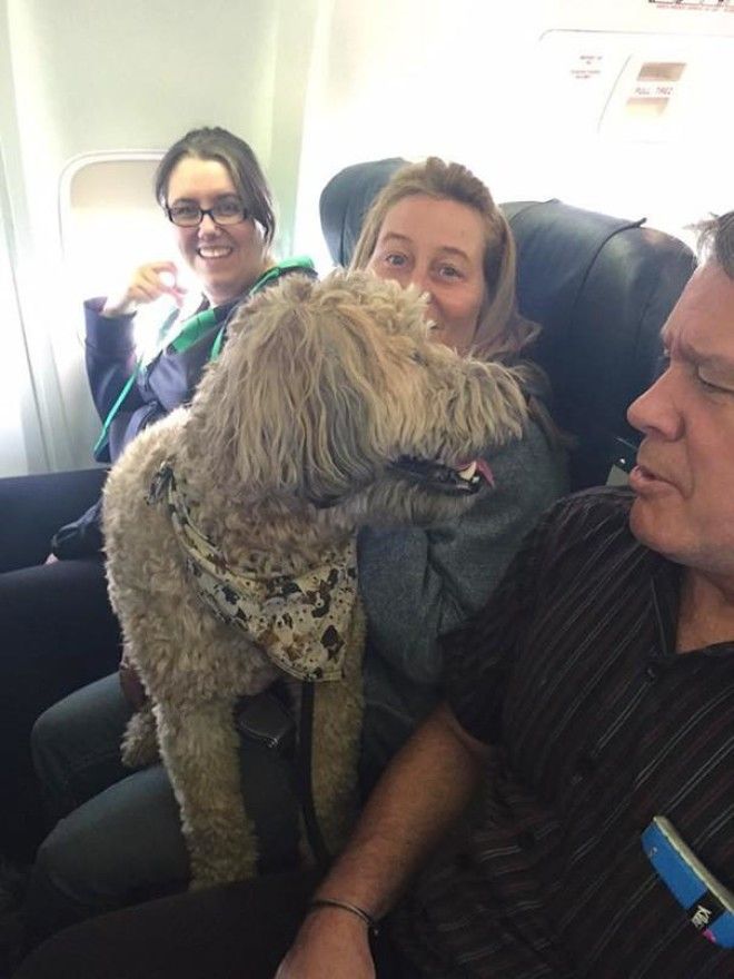 Почему авиакомпания нарушила собственные правила ради собаки? 35