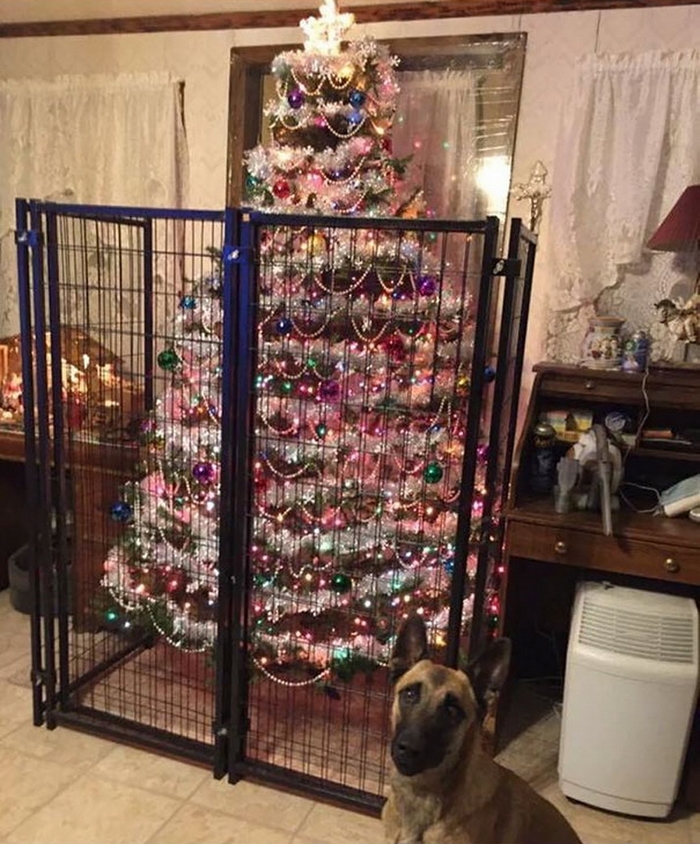 Владельцы домашних питомцев поделились лайфхаками, как сберечь от них новогоднюю елку 54