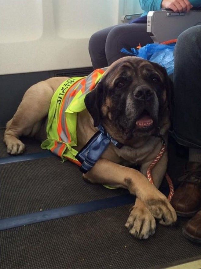 Почему авиакомпания нарушила собственные правила ради собаки? 31