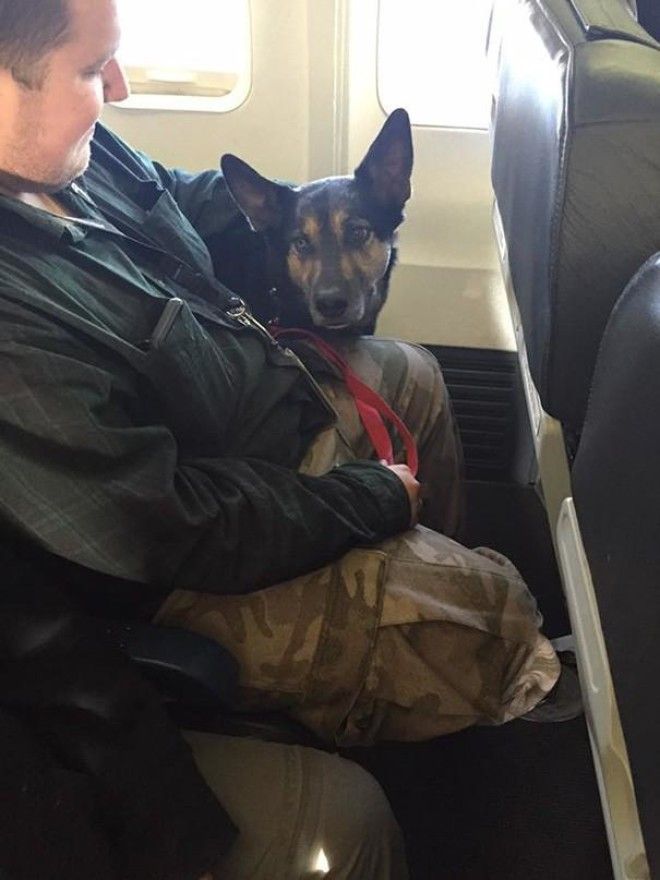 Почему авиакомпания нарушила собственные правила ради собаки? 34