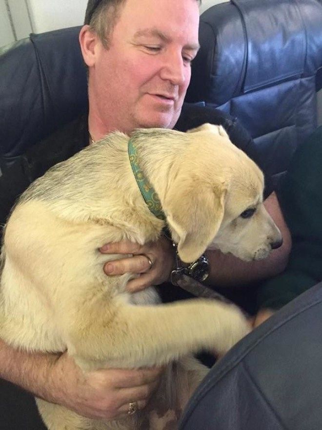 Почему авиакомпания нарушила собственные правила ради собаки? 29