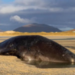 В Шотландии на берег выбросило кашалота со 100 кг пластика в животе
