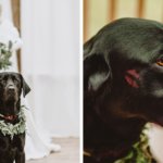 Невеста взяла любимого пса на свадебную фотосессию, и он справился лучше любого жениха