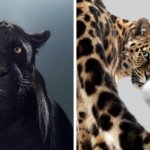 Британский фотограф год снимал портреты больших кошек и показал, что в каждом звере — свой характер