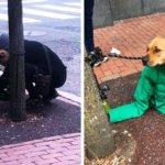 Девушка надела на пса свою куртку, чтобы он не замёрз — и превратила его в главного модника на районе
