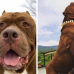 Пёс по кличке Халк — один из самых больших питбулей в мире, и его имя подходит ему как ничто другое