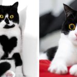 Кошки из Нидерландов покоряют всех своим безумным взглядом, а каждый их снимок достоин стать мемом