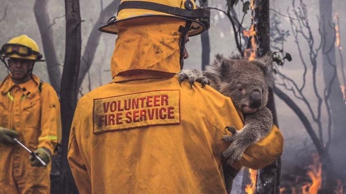 29 фото о том, как в Австралии спасают животных 93