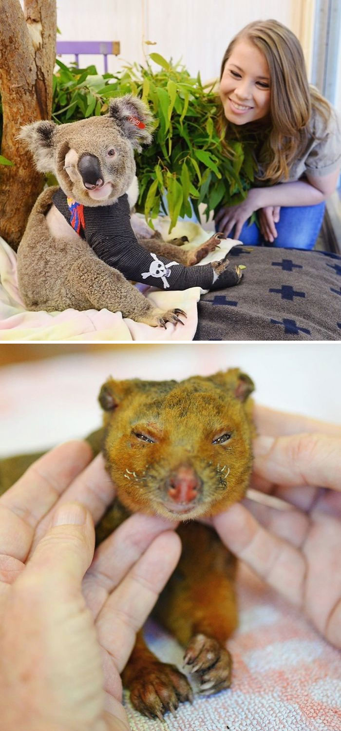 29 фото о том, как в Австралии спасают животных 95