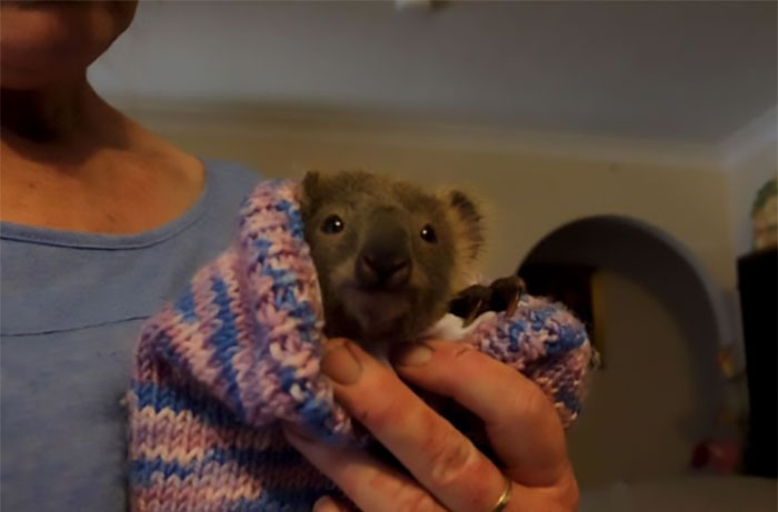 29 фото о том, как в Австралии спасают животных 98