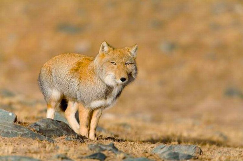 17 снимков тибетских лисиц: животных-пофигистов, которые выглядят как неудачный рисунок обычной лисы 59