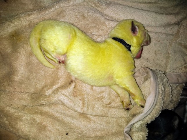 В Северной Каролине родился щенок, который с первых минут жизни удивил всех вокруг. Его шерсть была зелёной 17
