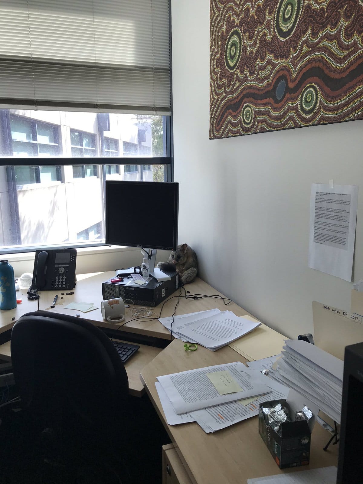 Австралийка обнаружила в офисе погром, думала, что воры, а это милашка-поссум. И он просто создан для мемов 68