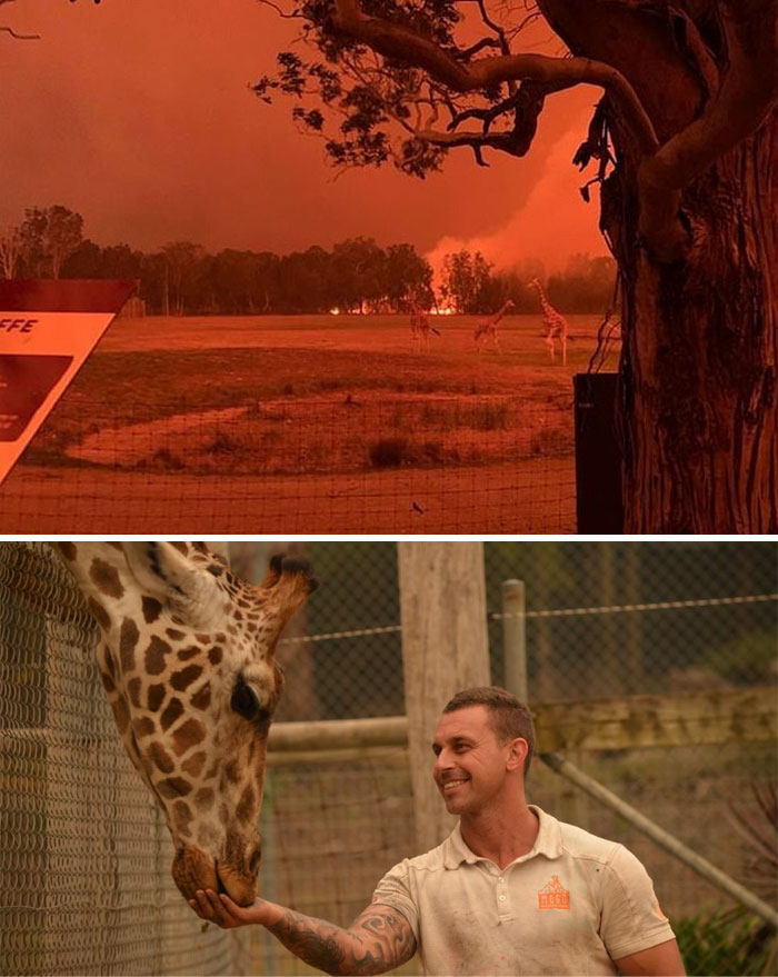 29 фото о том, как в Австралии спасают животных 103