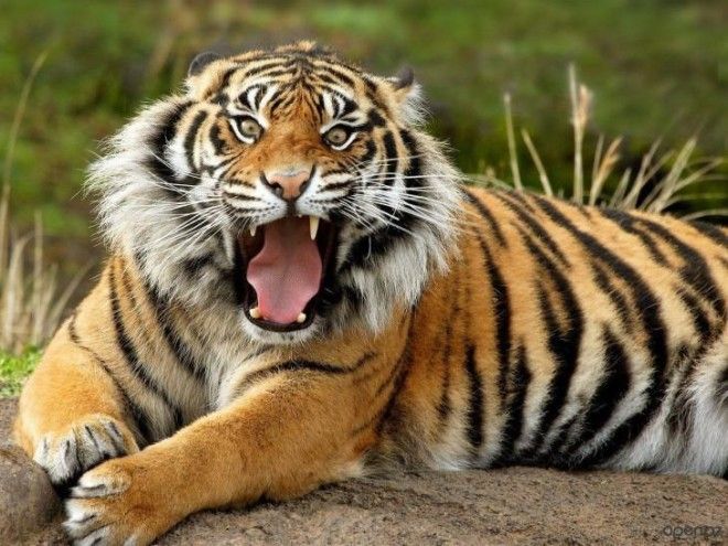 40 интересных фактов о тиграх, после которых вы полюбите этих потрясающих животных 23